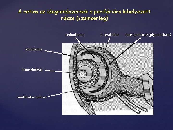 A retina az idegrendszernek a perifériára kihelyezett része (szemserleg) retinalemez ektoderma lencsehólyag ventriculus opticus