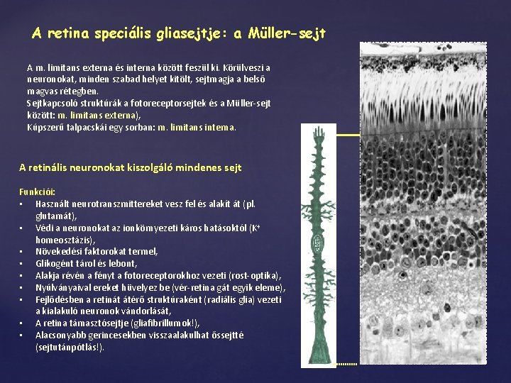 A retina speciális gliasejtje: a Müller-sejt A m. limitans externa és interna között feszül