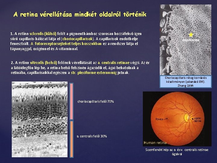 A retina vérellátása mindkét oldalról történik 1. A retina scleralis (külső) felét a pigmenthámhoz