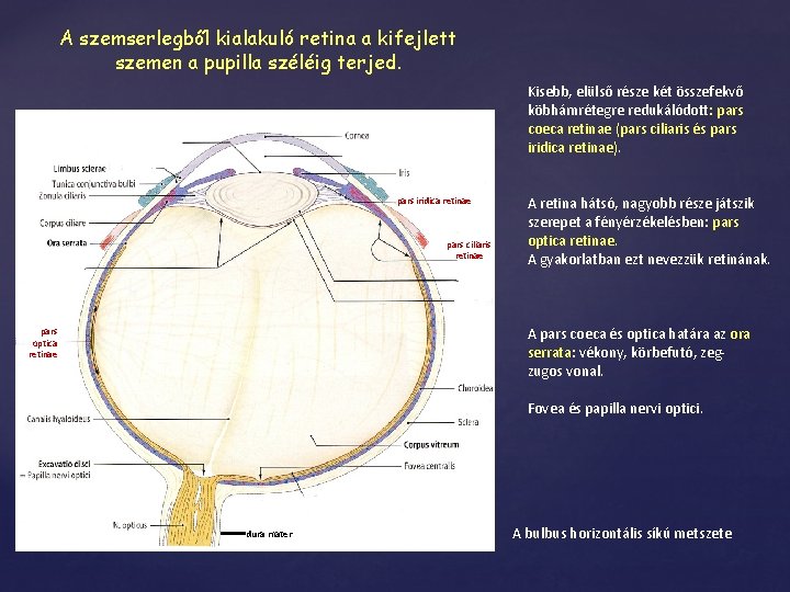 A szemserlegből kialakuló retina a kifejlett szemen a pupilla széléig terjed. Kisebb, elülső része