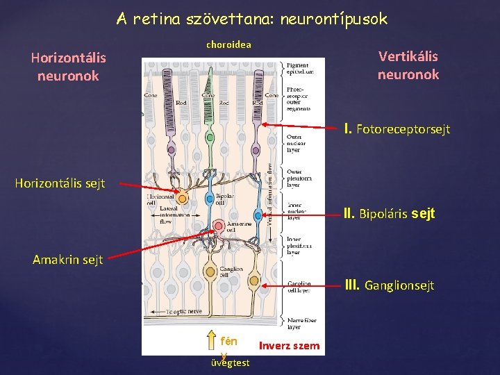 A retina szövettana: neurontípusok Horizontális neuronok choroidea Vertikális neuronok I. Fotoreceptorsejt Horizontális sejt II.