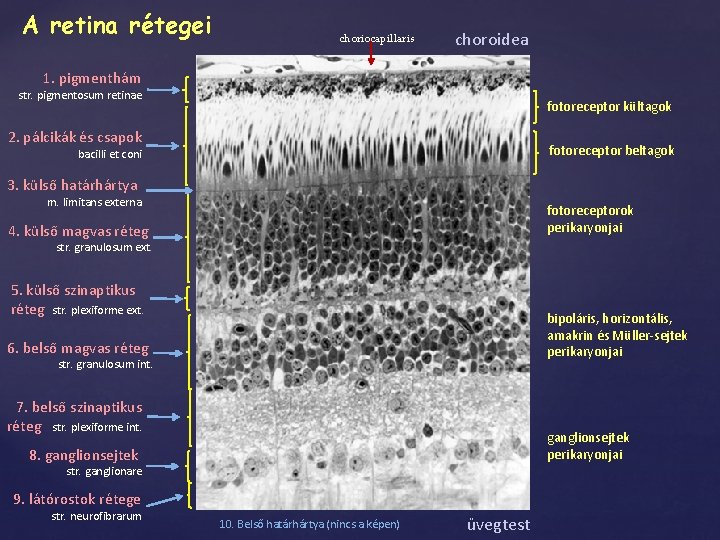 A retina rétegei choriocapillaris choroidea 1. pigmenthám str. pigmentosum retinae fotoreceptor kültagok 2. pálcikák