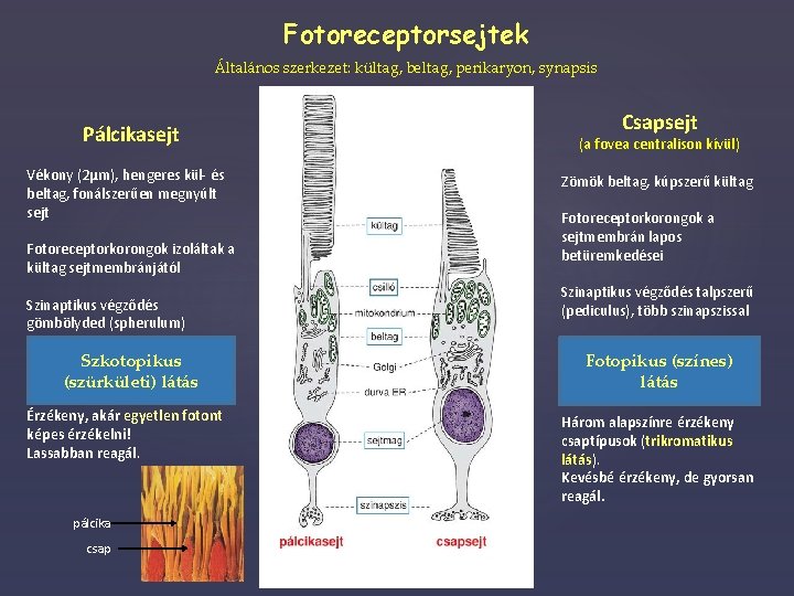 Fotoreceptorsejtek Általános szerkezet: kültag, beltag, perikaryon, synapsis Pálcikasejt Vékony (2μm), hengeres kül- és beltag,