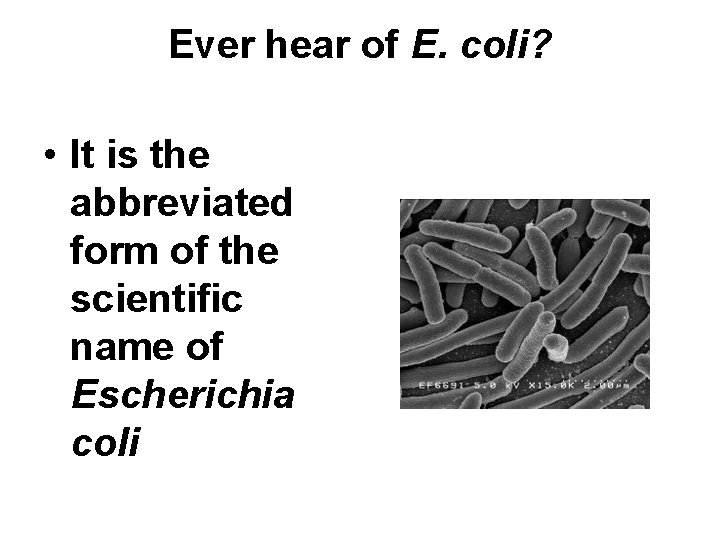 Ever hear of E. coli? • It is the abbreviated form of the scientific