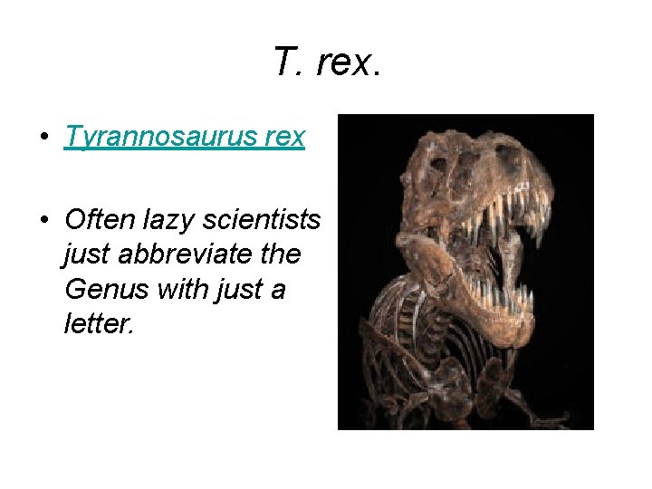 T. rex. • Tyrannosaurus rex • Often lazy scientists just abbreviate the Genus with