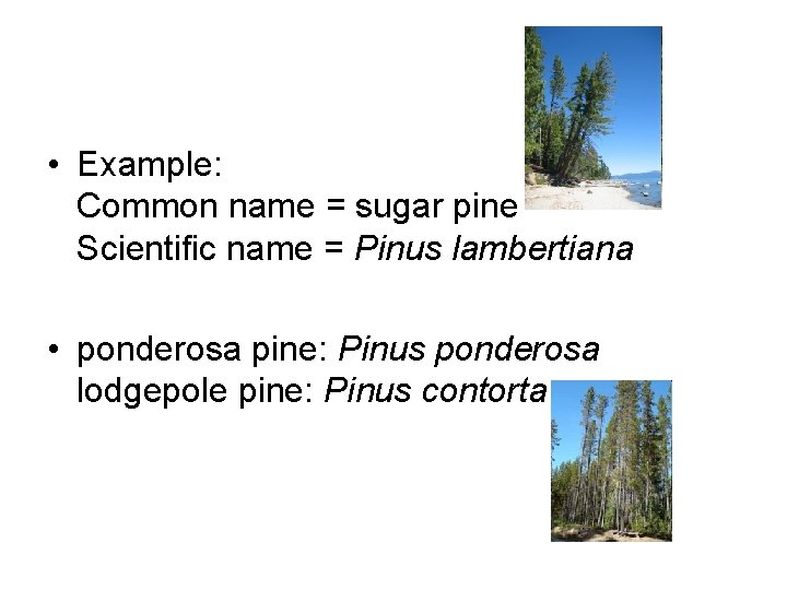 • Example: Common name = sugar pine Scientific name = Pinus lambertiana •