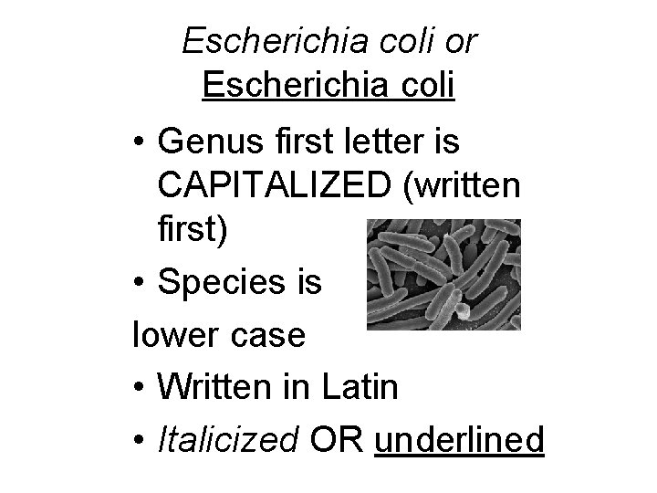 Escherichia coli or Escherichia coli • Genus first letter is CAPITALIZED (written first) •