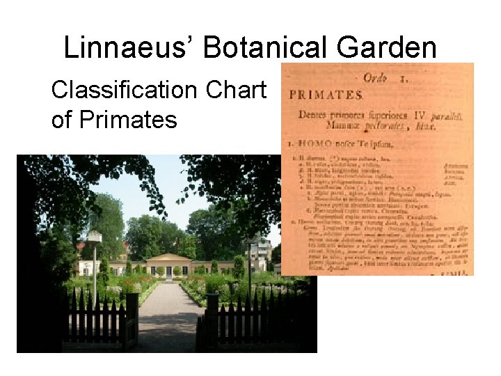 Linnaeus’ Botanical Garden Classification Chart of Primates 