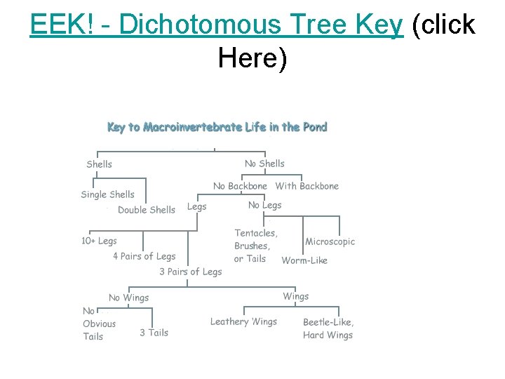 EEK! - Dichotomous Tree Key (click Here) 