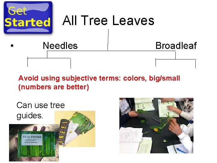 All Tree Leaves • Needles Broadleaf Avoid using subjective terms: colors, big/small (numbers are