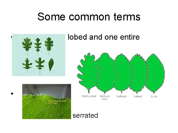 Some common terms • lobed and one entire • » serrated 