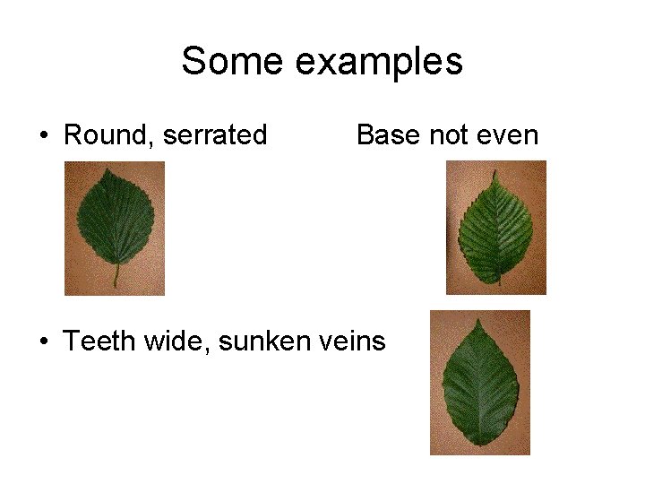 Some examples • Round, serrated Base not even • Teeth wide, sunken veins 