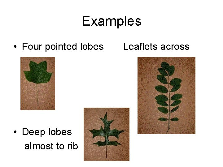 Examples • Four pointed lobes • Deep lobes almost to rib Leaflets across 