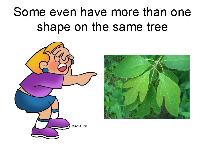 Some even have more than one shape on the same tree 