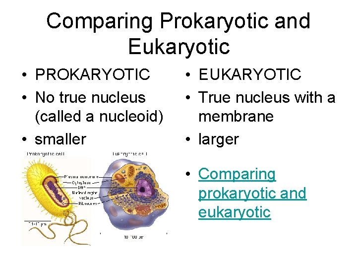 Comparing Prokaryotic and Eukaryotic • PROKARYOTIC • No true nucleus (called a nucleoid) •