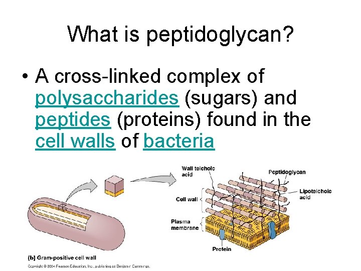 What is peptidoglycan? • A cross-linked complex of polysaccharides (sugars) and peptides (proteins) found