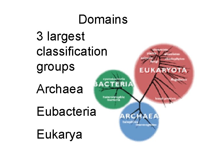 Domains 3 largest classification groups Archaea Eubacteria Eukarya 