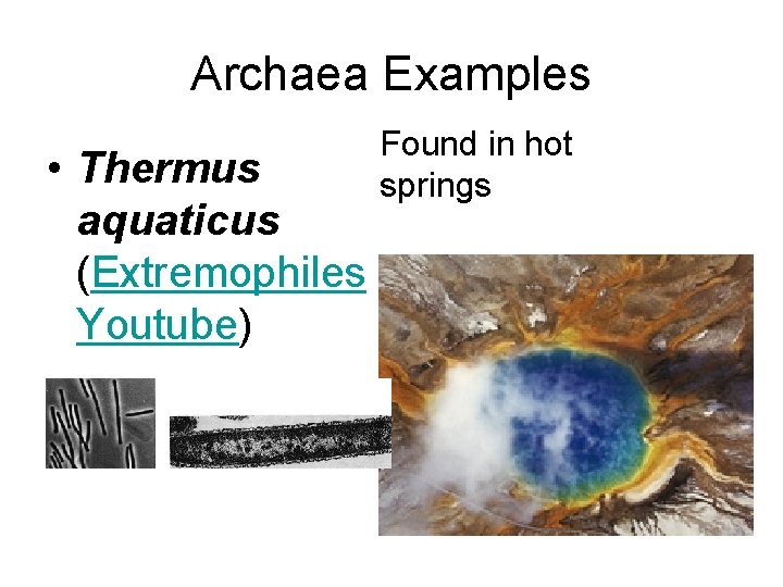 Archaea Examples • Thermus aquaticus (Extremophiles Youtube) Found in hot springs 