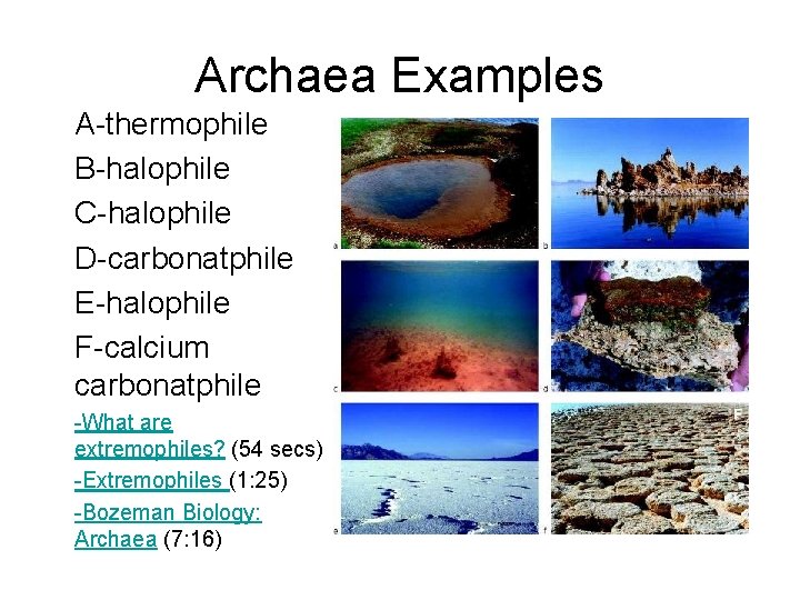 Archaea Examples A-thermophile B-halophile C-halophile D-carbonatphile E-halophile F-calcium carbonatphile -What are extremophiles? (54 secs)