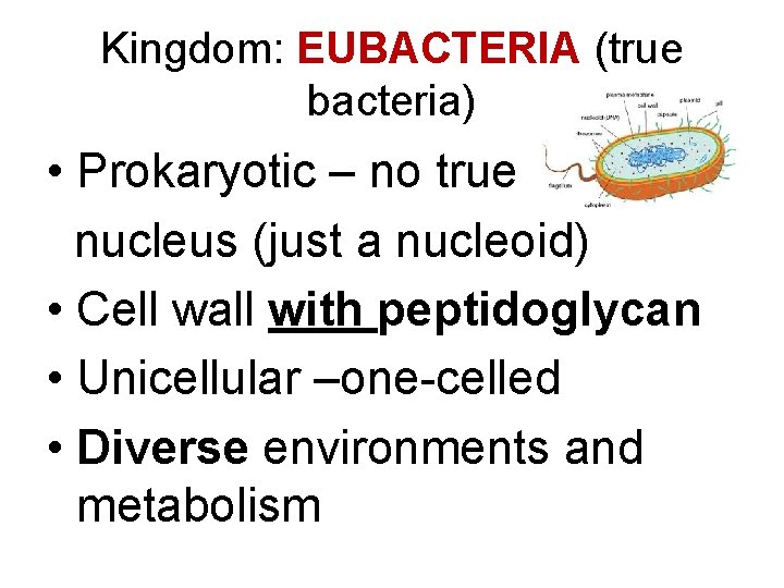 Kingdom: EUBACTERIA (true bacteria) • Prokaryotic – no true nucleus (just a nucleoid) •