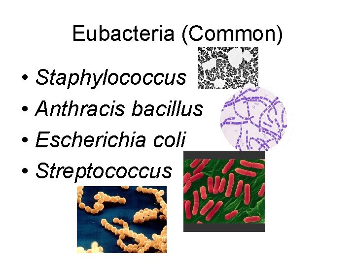 Eubacteria (Common) • Staphylococcus • Anthracis bacillus • Escherichia coli • Streptococcus 