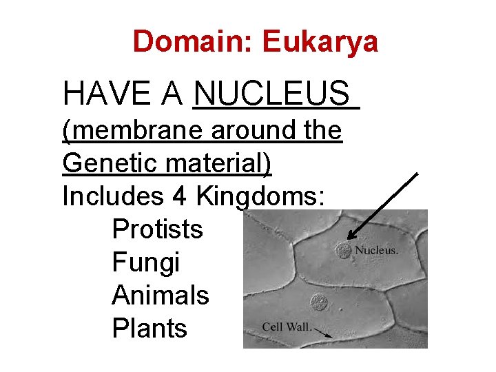 Domain: Eukarya HAVE A NUCLEUS (membrane around the Genetic material) Includes 4 Kingdoms: Protists