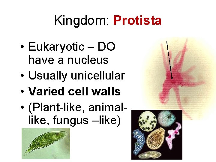 Kingdom: Protista • Eukaryotic – DO have a nucleus • Usually unicellular • Varied