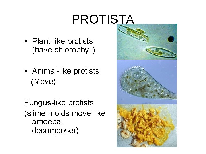 PROTISTA • Plant-like protists (have chlorophyll) • Animal-like protists (Move) Fungus-like protists (slime molds