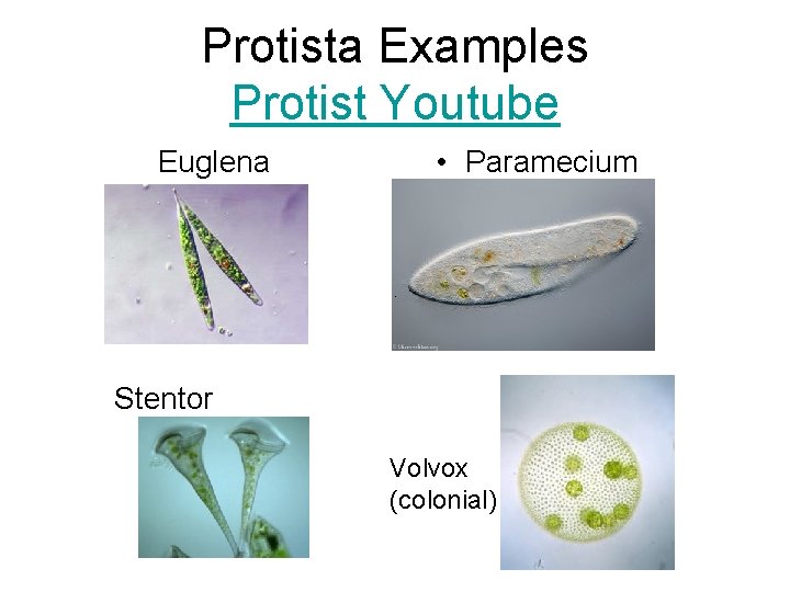 Protista Examples Protist Youtube Euglena • Paramecium Stentor Volvox (colonial) 