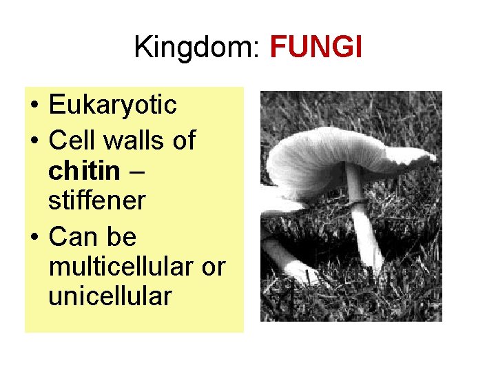 Kingdom: FUNGI • Eukaryotic • Cell walls of chitin – stiffener • Can be