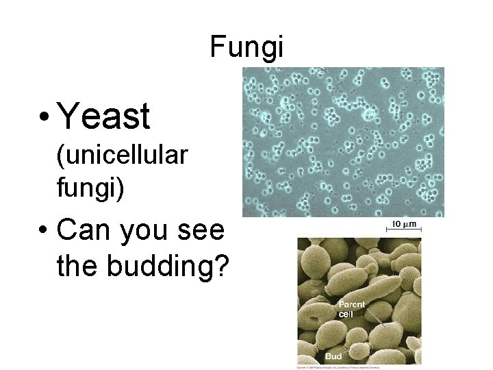 Fungi • Yeast (unicellular fungi) • Can you see the budding? 