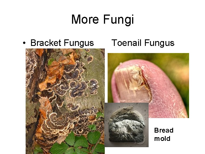 More Fungi • Bracket Fungus Toenail Fungus Bread mold 