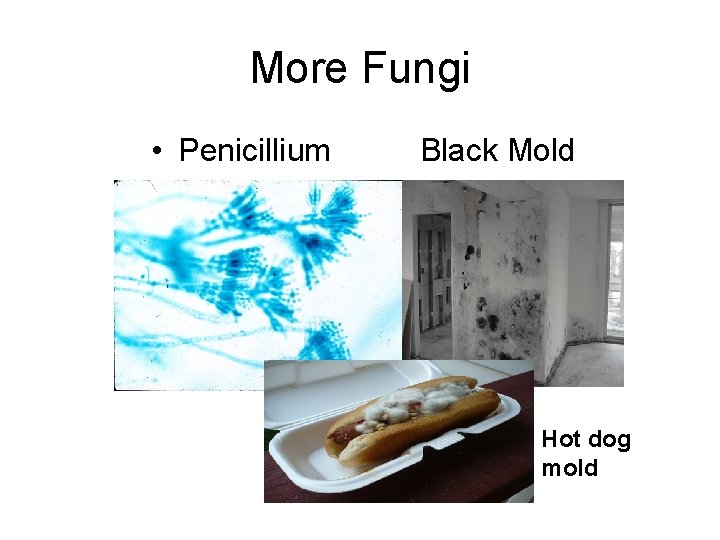 More Fungi • Penicillium Black Mold Hot dog mold 
