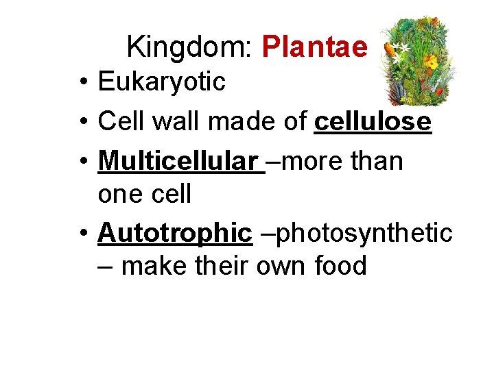 Kingdom: Plantae • Eukaryotic • Cell wall made of cellulose • Multicellular –more than