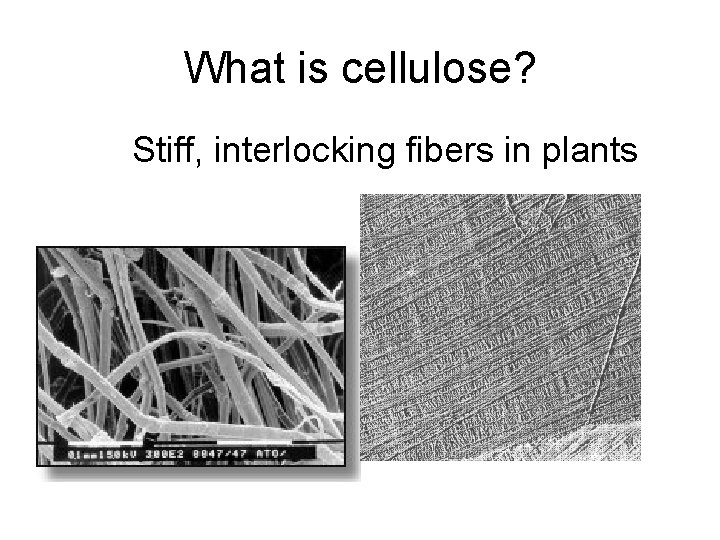 What is cellulose? Stiff, interlocking fibers in plants 