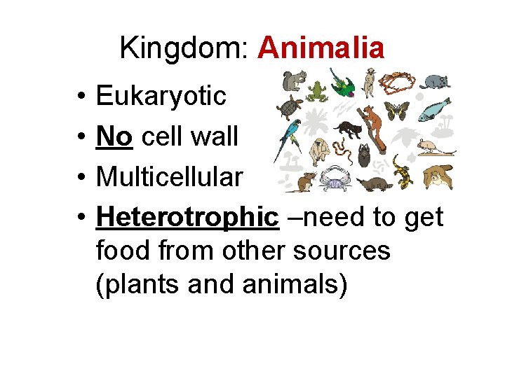 Kingdom: Animalia • • Eukaryotic No cell wall Multicellular Heterotrophic –need to get food