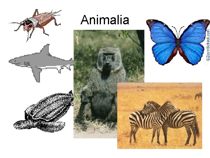 Animalia 
