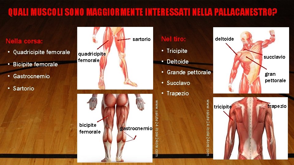 QUALI MUSCOLI SONO MAGGIORMENTE INTERESSATI NELLA PALLACANESTRO? • Quadricipite femorale • Bicipite femorale Nel