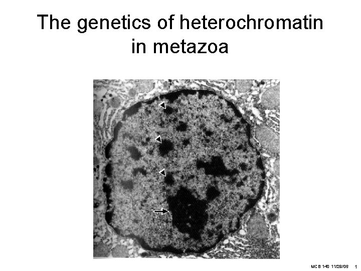 The genetics of heterochromatin in metazoa MCB 140 11/29/06 1 