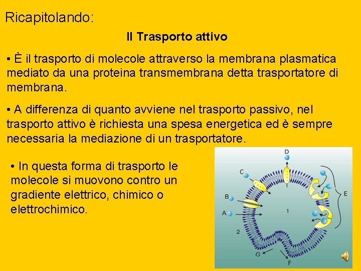 Ricapitolando: Il Trasporto attivo • È il trasporto di molecole attraverso la membrana plasmatica Ricapitolando: Il Trasporto attivo • È il trasporto di molecole attraverso la membrana plasmatica