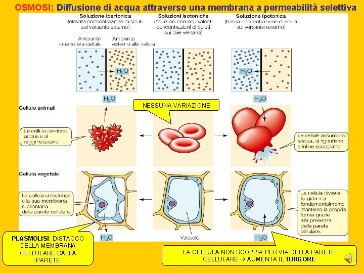 OSMOSI: Diffusione di acqua attraverso una membrana a permeabilità selettiva NESSUNA VARIAZIONE PLASMOLISI: DISTACCO OSMOSI: Diffusione di acqua attraverso una membrana a permeabilità selettiva NESSUNA VARIAZIONE PLASMOLISI: DISTACCO