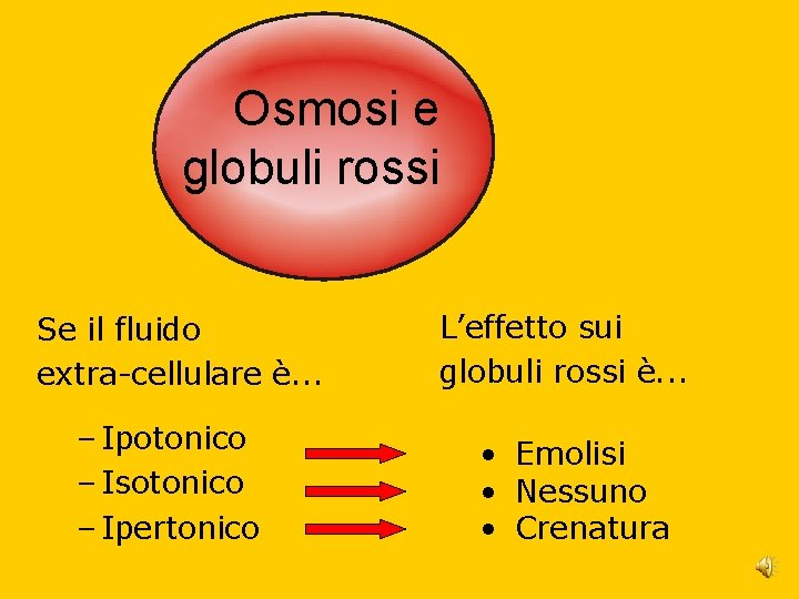 Osmosi e globuli rossi Se il fluido extra-cellulare è. . . – Ipotonico – Osmosi e globuli rossi Se il fluido extra-cellulare è. . . – Ipotonico –