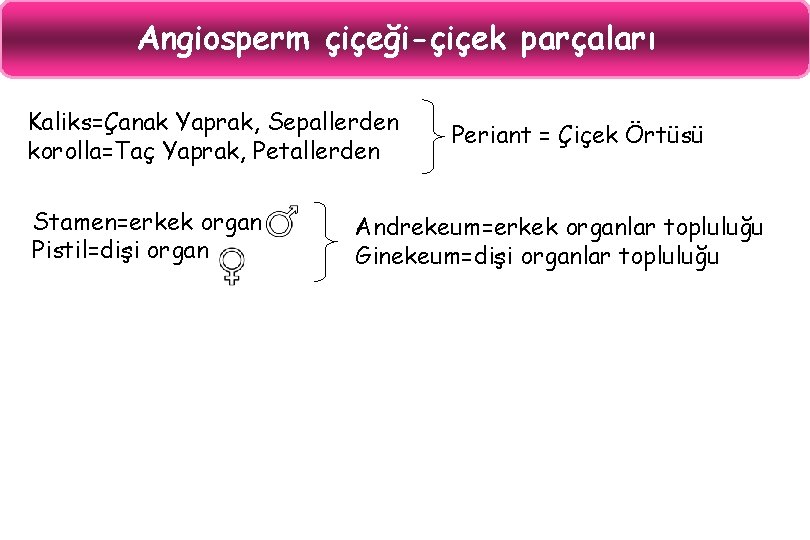 Angiosperm çiçeği-çiçek parçaları Kaliks=Çanak Yaprak, Sepallerden korolla=Taç Yaprak, Petallerden Stamen=erkek organ Pistil=dişi organ Periant