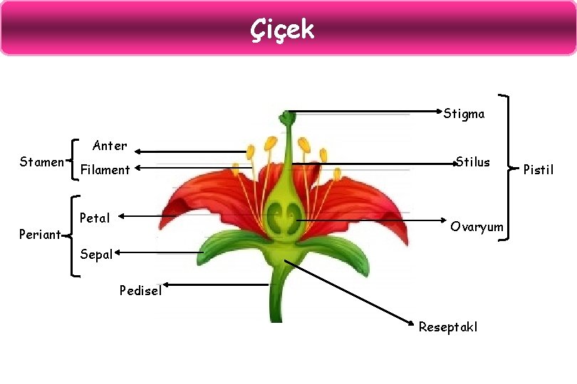 Çiçek Stigma Stamen Periant Anter Filament Petal Stilus Ovaryum Sepal Pedisel Reseptakl Pistil 