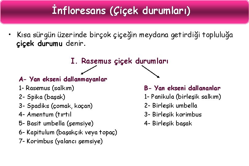 İnfloresans (Çiçek durumları) • Kısa sürgün üzerinde birçok çiçeğin meydana getirdiği topluluğa çiçek durumu