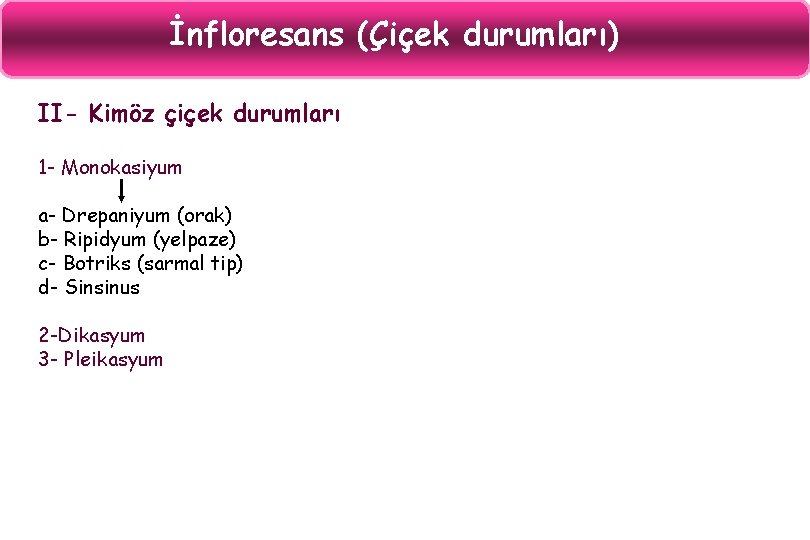 İnfloresans (Çiçek durumları) II- Kimöz çiçek durumları 1 - Monokasiyum a- Drepaniyum (orak) b-
