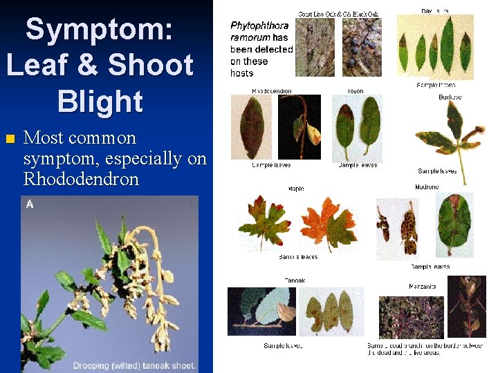 Symptom: Leaf & Shoot Blight n Most common symptom, especially on Rhododendron 