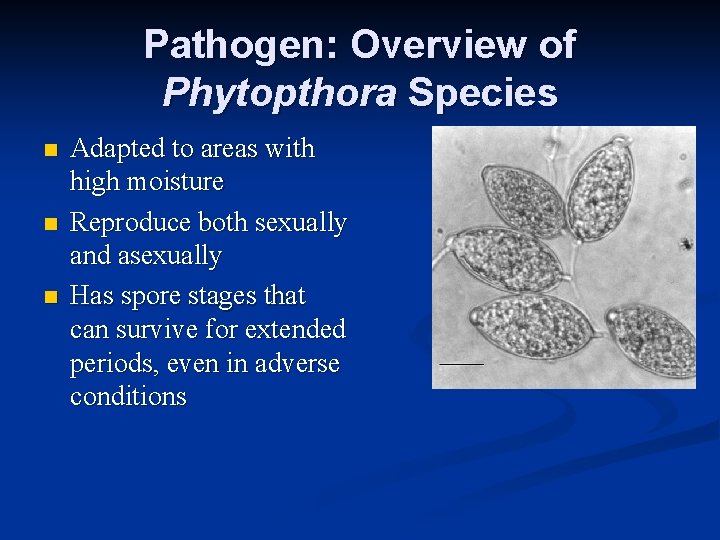 Pathogen: Overview of Phytopthora Species n n n Adapted to areas with high moisture