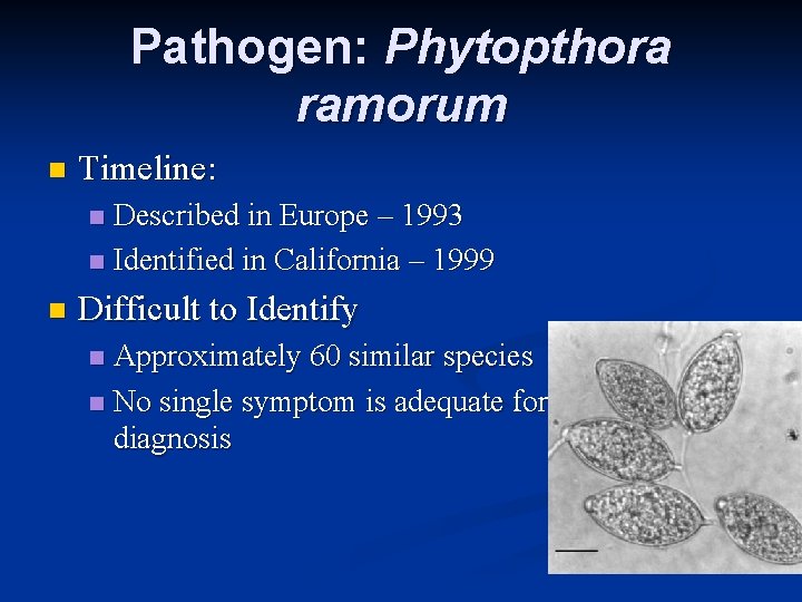 Pathogen: Phytopthora ramorum n Timeline: Described in Europe – 1993 n Identified in California