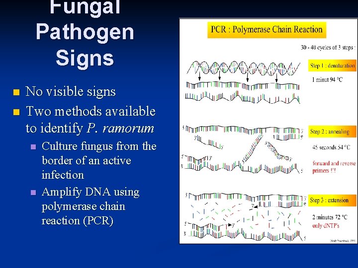 Fungal Pathogen Signs n n No visible signs Two methods available to identify P.